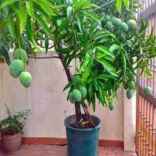 Amrapali Mango Fruit Plant Manufacturer & Supplier in India